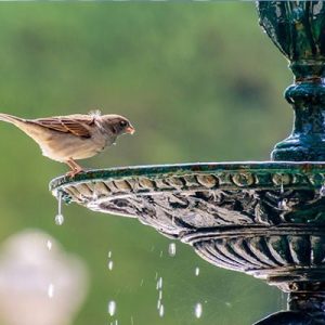 Solar Bird Bath Fountains & Solar Kits