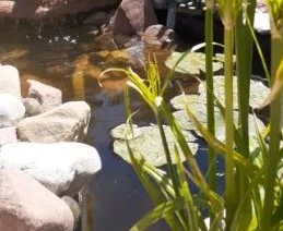 Rocky Pond With Beautiful Statue Powered by Solar Fountain